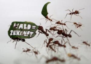 ¡No lo vas a creer! Las hormigas salen a protestar por la conservación de las selvas