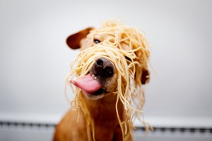 Porque las mascotas también sufren por la escasez… conoce las comidas caseras para perros
