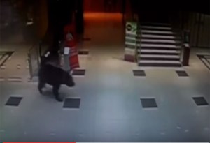 En Video: Un oso ingresa a un centro comercial y es abatido por la policía