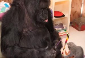Te presentamos a Koko, el gorila que se enamora de unos gatos (Video)