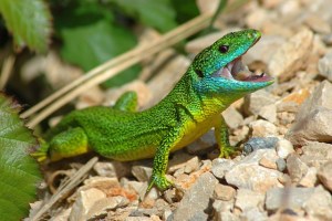 Los lagartos podrían extinguirse debido al calentamiento global, según estudio