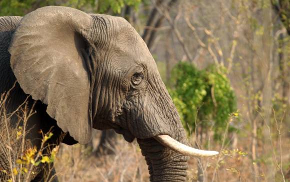 El cerebro del mamut y el elefante moderno son idénticos, según científicos