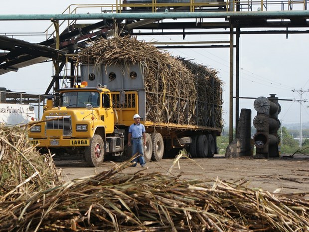 Producción de azúcar cayó 44,9% en un año