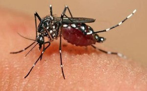Confirman cuatro casos de virus Zika en Bolívar