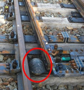 ¡Increíble! Los trenes en Japón construyen túneles para tortugas (Foto)