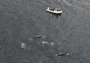 Ballenas flacas y con parásitos por el cambio climático