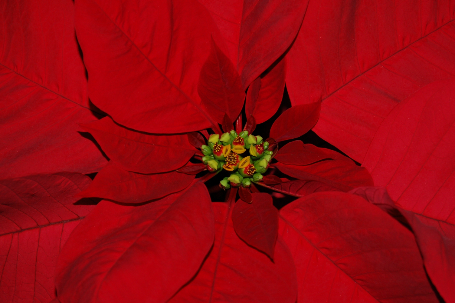 Historia y significado de la Flor de Navidad