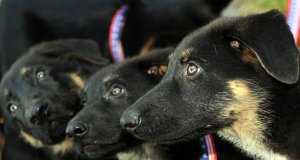 Una familia británica paga 200 mil dólares por dos clones de su perro fallecido