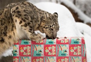 Dan regalos de Navidad a animales del zoológico de Nebraska