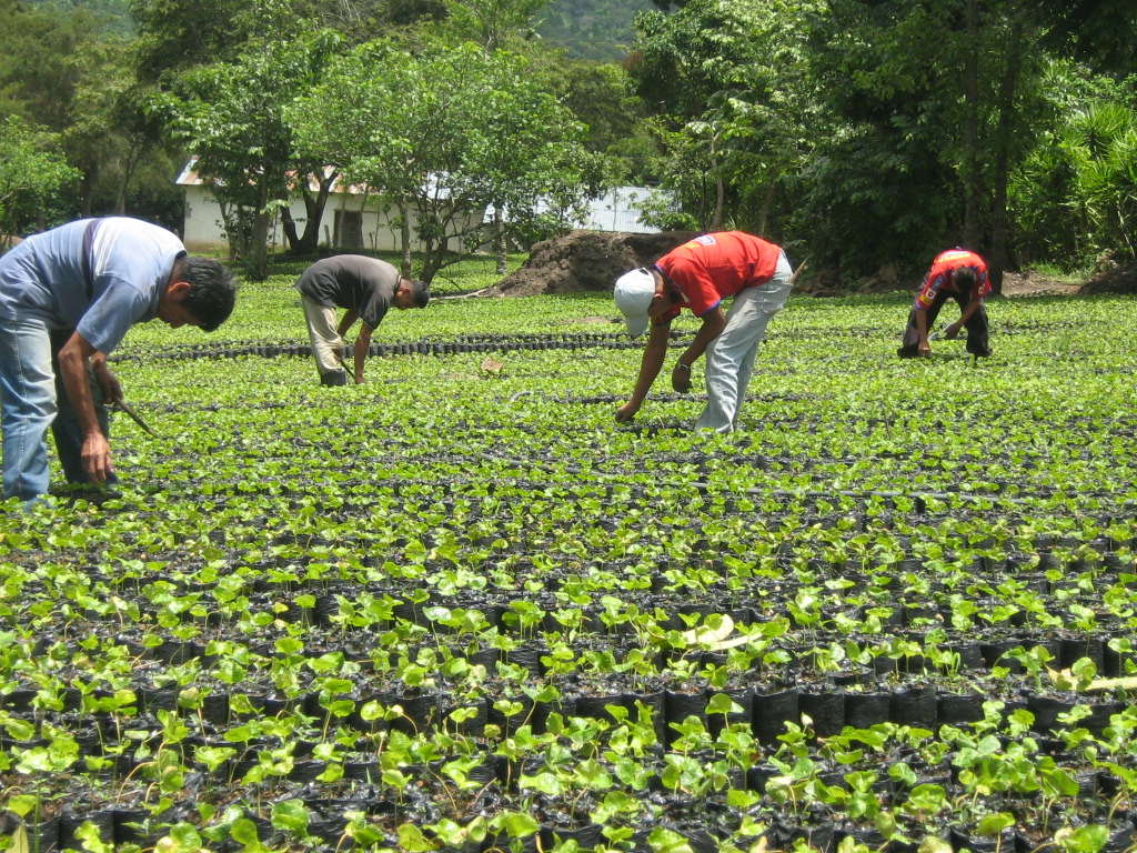 No hay semillas, abonos, ni fungicidas para producir alimentos en Venezuela