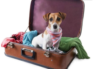 Mitos sobre los viajes en avión con perros