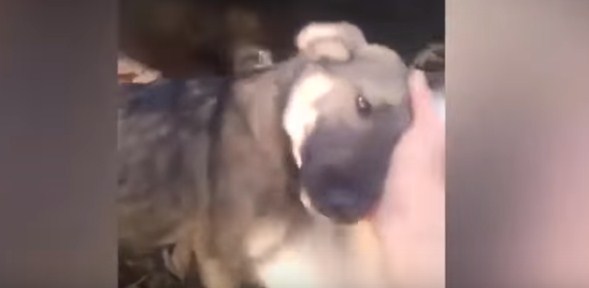 ¿Recuerdas al perrito que lloraba al recibir cariño? Así está ahora (Video)