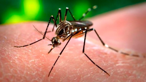 Gobierno se reserva estatus del virus Zika en el país
