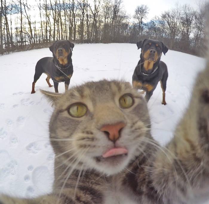 Furor en Instagram: Many, el gato fanático a los selfies (FOTOS)