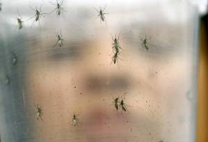 Confirman dos casos de Zika en Miami