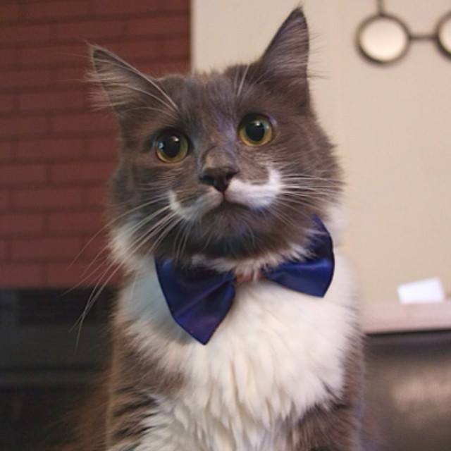 Hamilton, el gato “hipster” que seduce las redes con su bigote (Fotos)