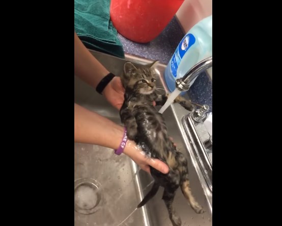 Este gatito no le teme al agua… y así disfruta de su baño  (video+ ¡aaww!)