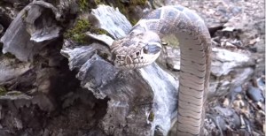En Video: El curioso secreto que envuelve a esta serpiente