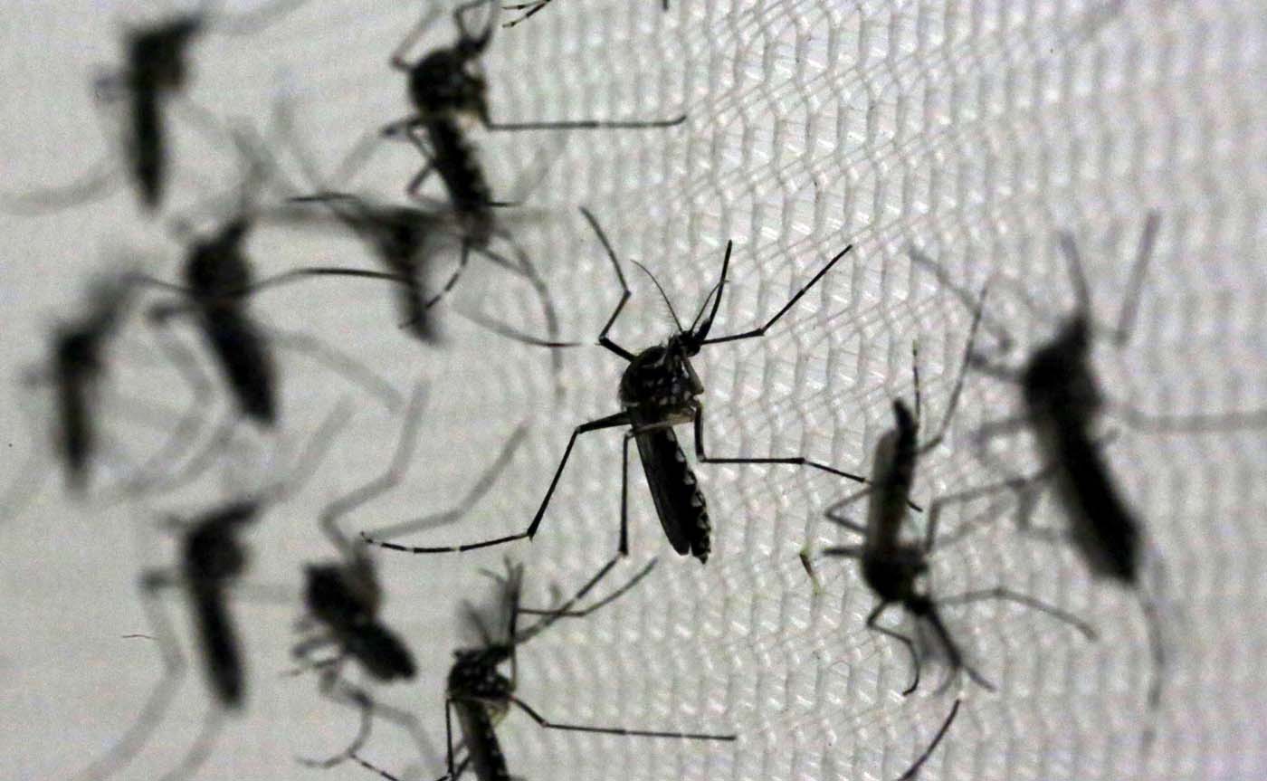 Desarrollan en Brasil examen que diagnostica el Zika en cinco horas
