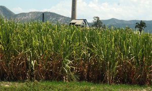 Por debajo de 20% se encuentra la producción de caña de azúcar en el país