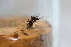 Empresa chilena dice haber creado repelente contra mosquito portador del zika