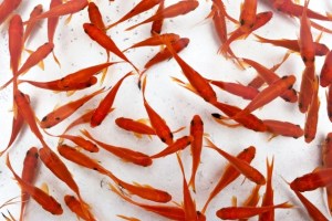 Una madre obliga a su hija a comerse 30 peces dorados en Japón