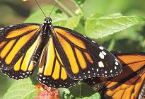 Mariposas amazónicas: cómo pueden evolucionar las especies hibridadas