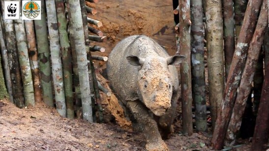 Muere un ejemplar rinoceronte de Sumatra capturado en Borneo