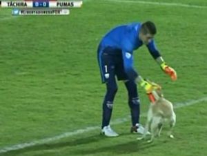 VIDEO: Un perro interrumpió el partido entre Deportivo Táchira y Pumas en Pueblo Nuevo