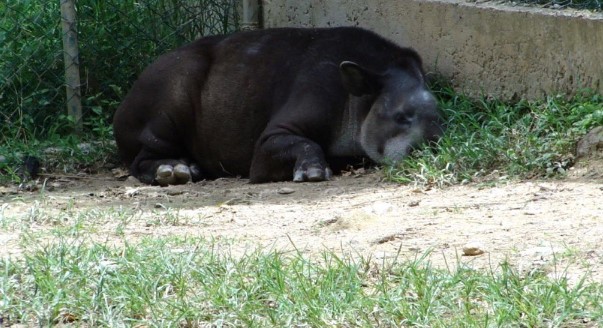 Animales del zoológico de Caricuao solo se alimentan de auyama y mango