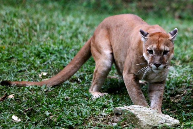 Zoológico de Caricuao 