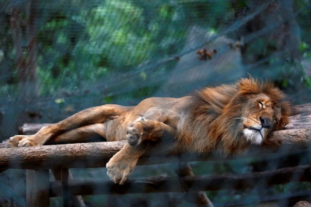 caricuao zoologico