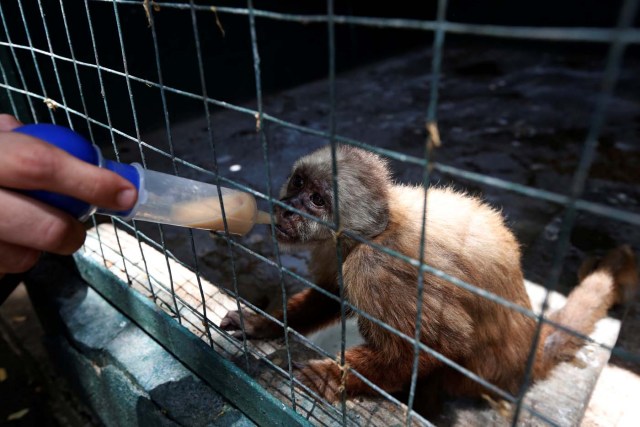 Paraguana zoo in Punto Fijo