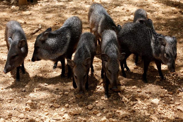 Paraguana zoo in Punto Fijo