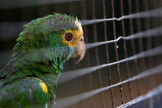 Paraguana zoo in Punto Fijo