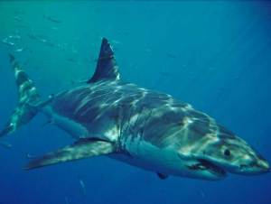 Inicia avistamiento de tiburón blanco en Baja California