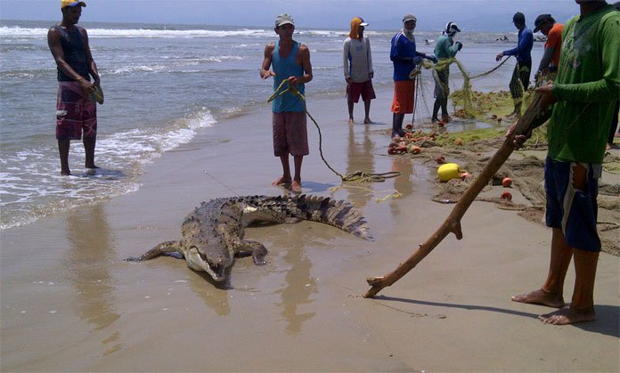 Caimanes “migran” y causan terror en Boca de Aroa tras dragado en río Yaracuy