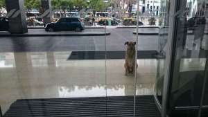 La increíble historia de un perro que esperó seis meses a una azafata frente a un hotel