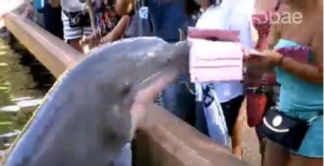 Delfin se robó un ipad