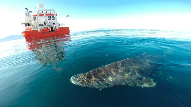 Tiburon de Groenlandia