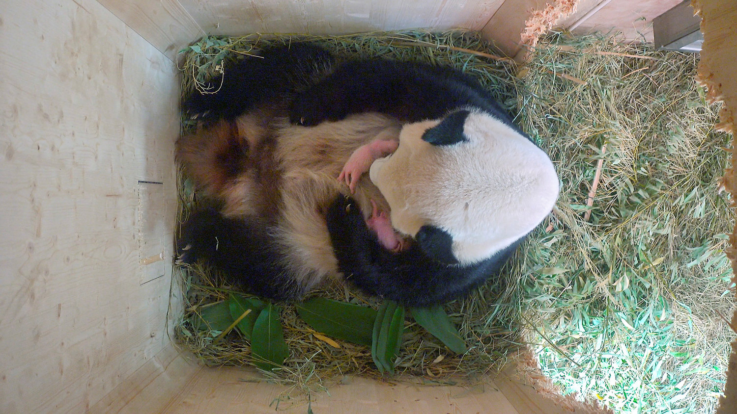 ¡Sorpresa! Una panda da a luz mellizos en un zoológico de Viena