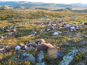 Un rayo mata a 300 renos en Noruega (fotos)