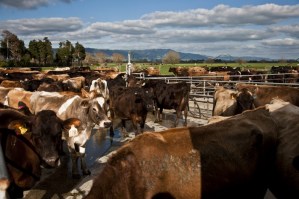 Inusual robo de 500 vacas en una granja de Nueva Zelanda