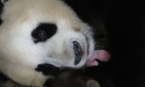 Nace una osa panda en el zoológico de Madrid