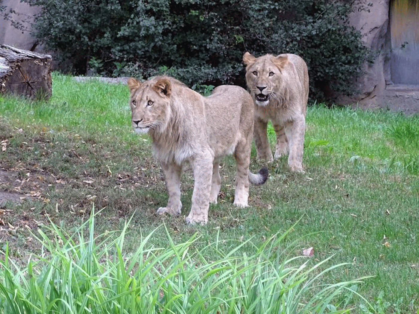 Dos leones se escapan de un zoológico de Alemania y uno es abatido