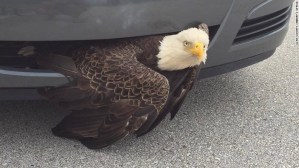 Un águila quedó atorada en el parachoques de un carro por el huracán Matthew (foto)