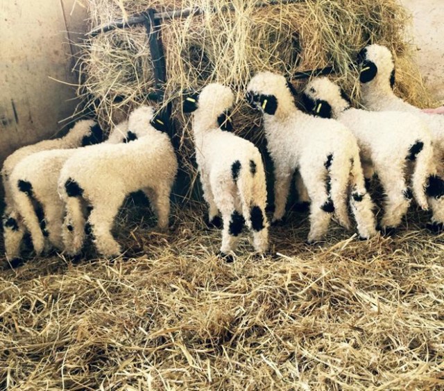 Valais-blacknose-sheep-34-5810a899ca443__700