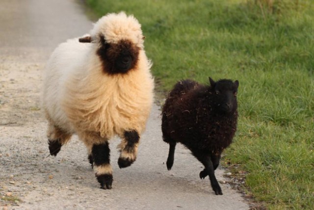 Valais-blacknose-sheep-6-5810a84f7e6d1__700