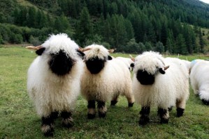 ¡OMG! Manada de ovejas bicolores siembran el pánico en Suiza por su terrorífico aspecto (Fotos)