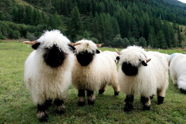 Valais-blacknose-sheep-9-5810a858884be__700